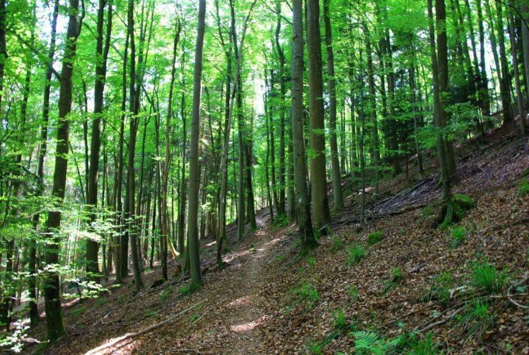FÉLICITATION A NOS COUREURS DU TROPHÉE DES VOSGES